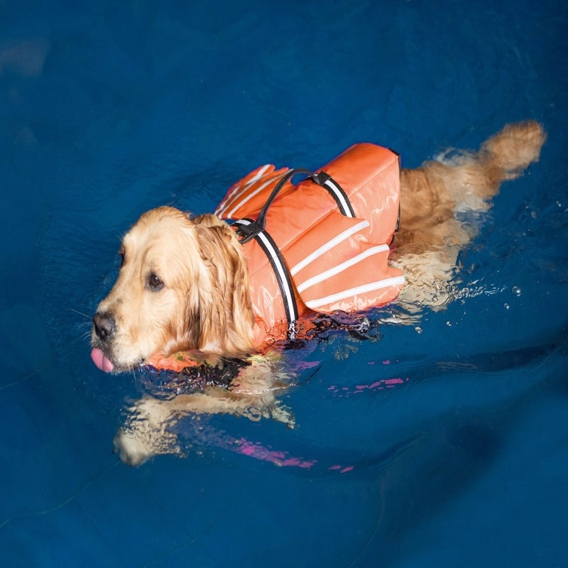 Reflective Pet Life Jacket with Angel Wings for Outdoor Swimming | Pet Safety & Outdoor Apparel