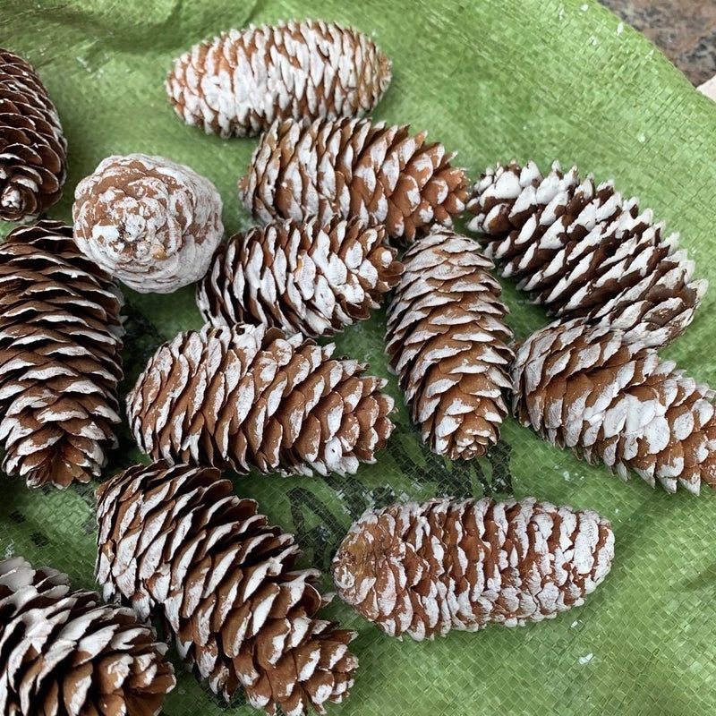 Festive Pine Cone Decorations for Christmas|Holiday Home Decor