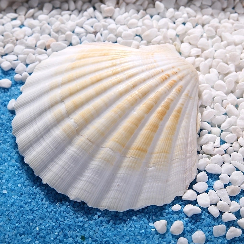 Beach Shell Ornaments Artificial Beach Decorations for Home and Party | Home Decor & Seasonal Decorations