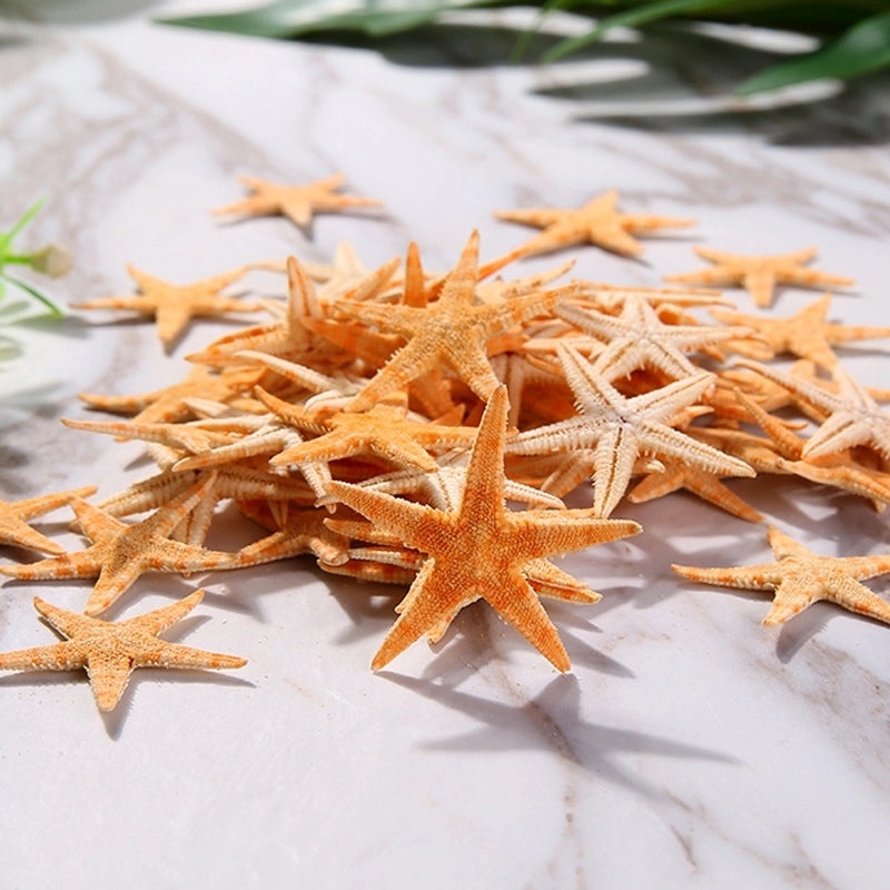 Starfish and Shell Beach Craft Supplies for DIY Handmade Decorations|Home Decor & Craft Supplies