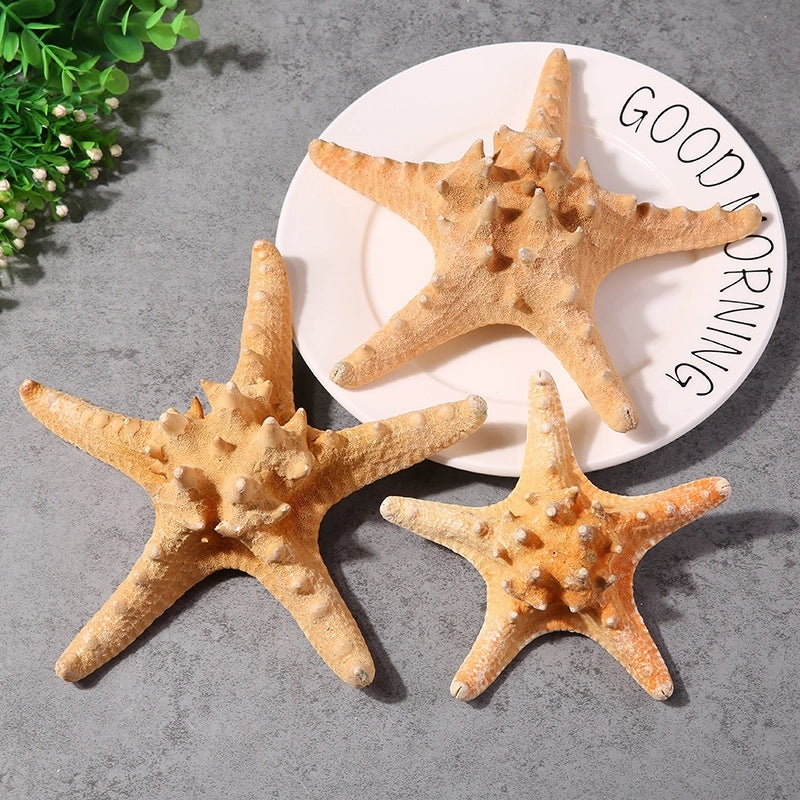 Minimalist Beach Starfish Shell Craft Supplies for DIY Decorations|Home Decor Materials