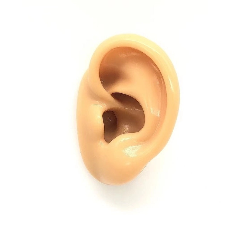 Soft Silicone Human Ear Model for Ear Cleaning Training and Medical Display|Medical Supplies