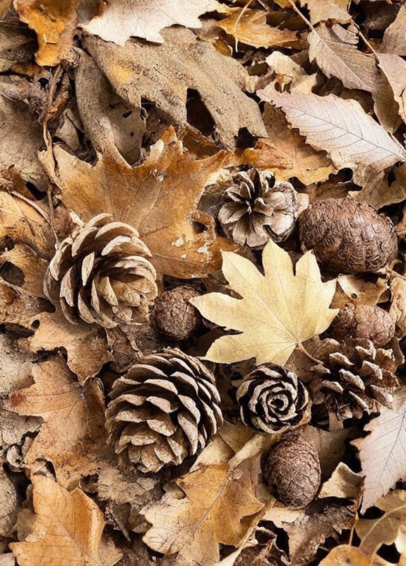 Rustic Landscape Canvas Wall Art|Home Decor