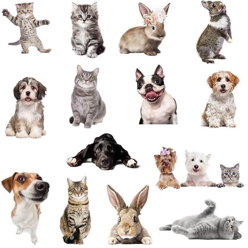 Adorable Rabbit Pet PVC Wall Decal for Dog and Cat Lovers | Home Decor