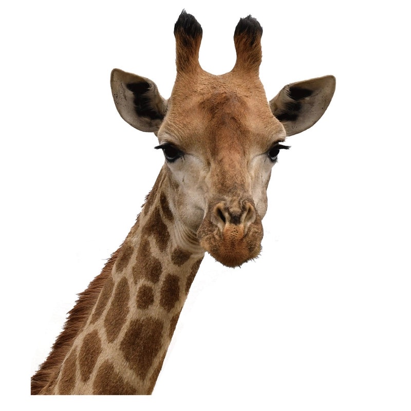 Adorable Animal PVC Wall Decal for Home Decor|Wall Stickers & Murals