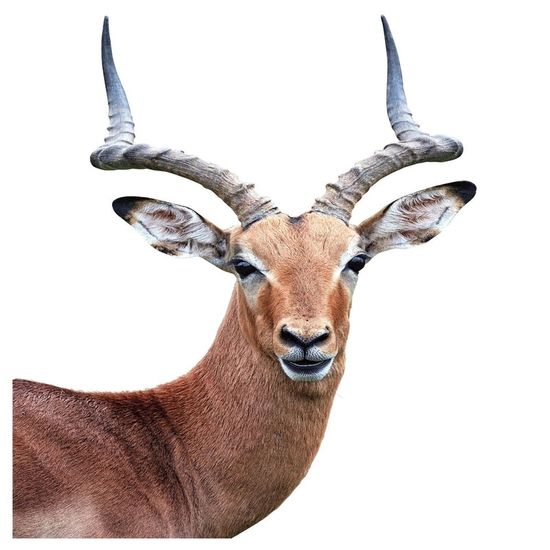 Adorable Animal PVC Wall Decal for Home Decor|Wall Stickers & Murals