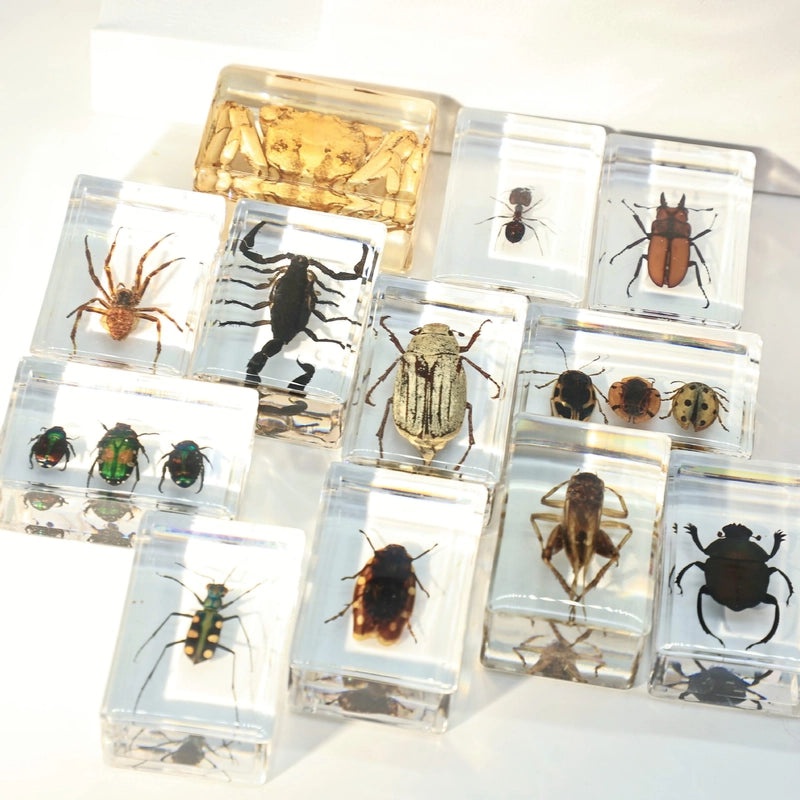 Halloween Resin Decorations with Ants, Spiders, and Butterflies|Seasonal Holiday Decor