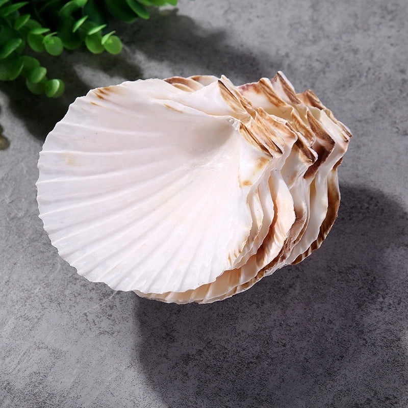 Beach Shell Ornaments Artificial Beach Decorations for Home and Party | Home Decor & Seasonal Decorations