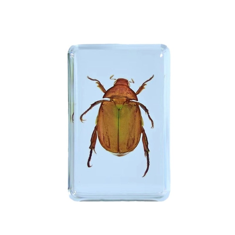 Halloween Resin Decorations with Ants, Spiders, and Butterflies|Seasonal Holiday Decor