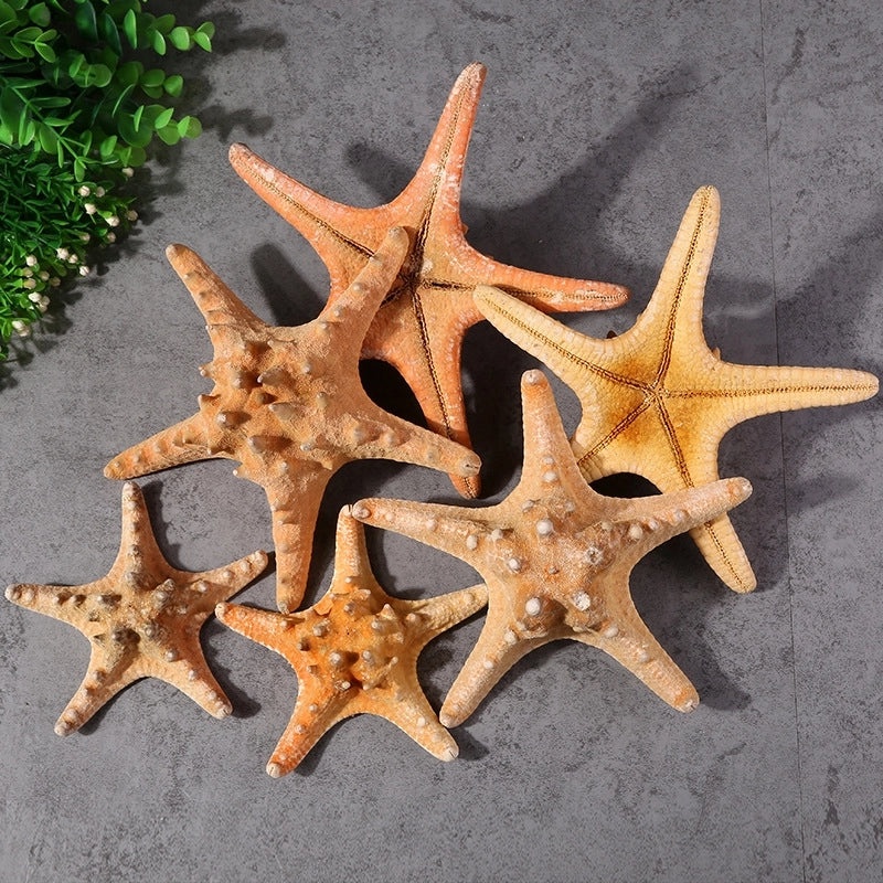 Minimalist Beach Starfish Shell Craft Supplies for DIY Decorations|Home Decor Materials