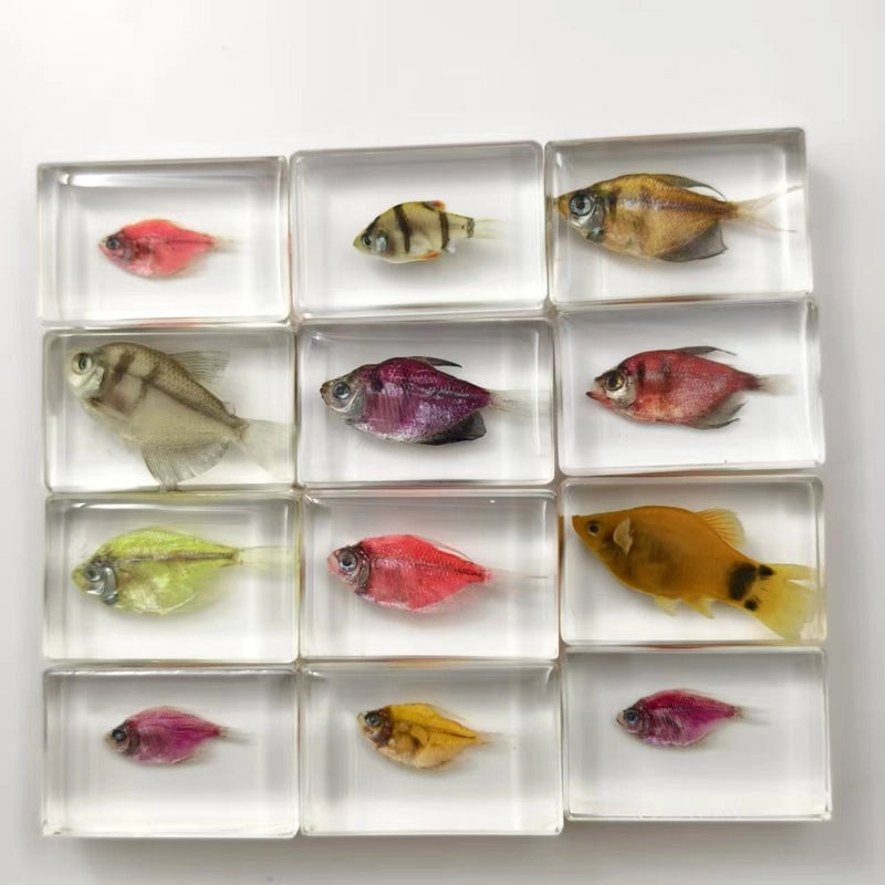 Minimalist Fish Resin Art Ornament|Home Decor