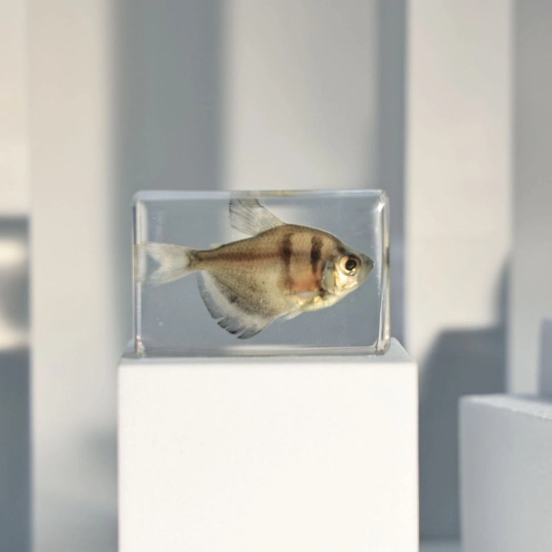 Minimalist Fish Resin Art Ornament|Home Decor