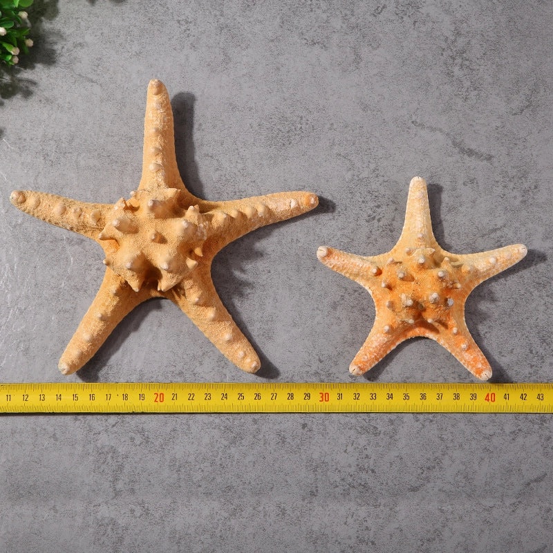 Minimalist Beach Starfish Shell Craft Supplies for DIY Decorations|Home Decor Materials