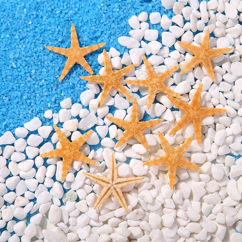 Starfish and Shell Beach Craft Supplies for DIY Handmade Decorations|Home Decor & Craft Supplies