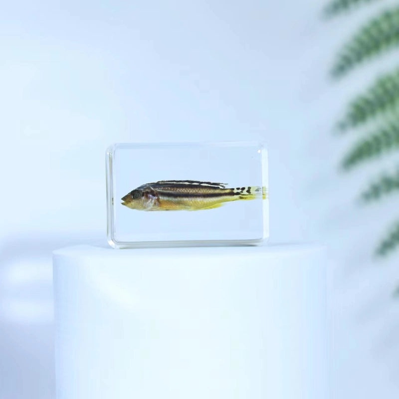 Minimalist Fish Resin Art Ornament|Home Decor