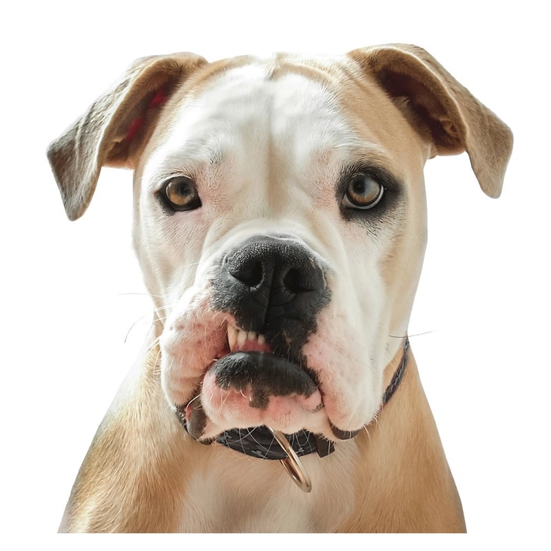 Adorable Animal PVC Wall Decal for Home Decor|Wall Stickers & Murals