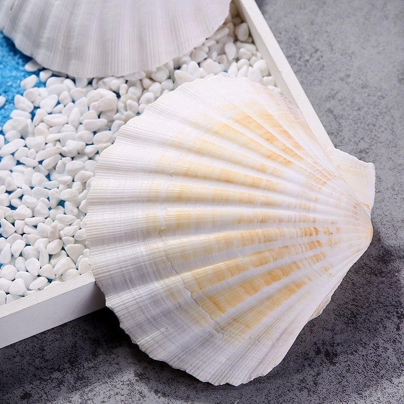 Beach Shell Ornaments Artificial Beach Decorations for Home and Party | Home Decor & Seasonal Decorations