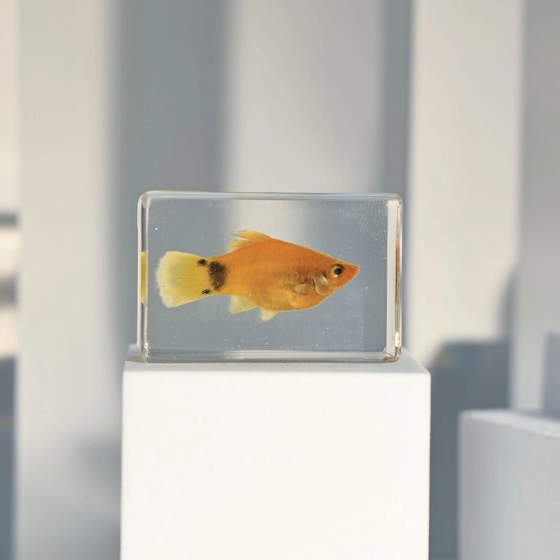 Minimalist Fish Resin Art Ornament|Home Decor