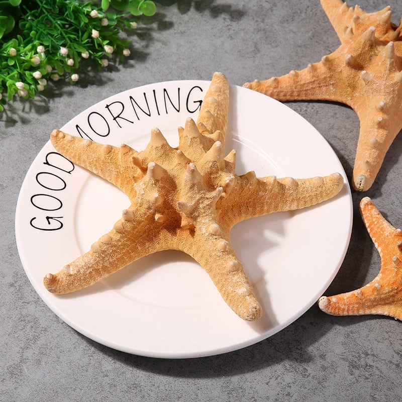 Minimalist Beach Starfish Shell Craft Supplies for DIY Decorations|Home Decor Materials
