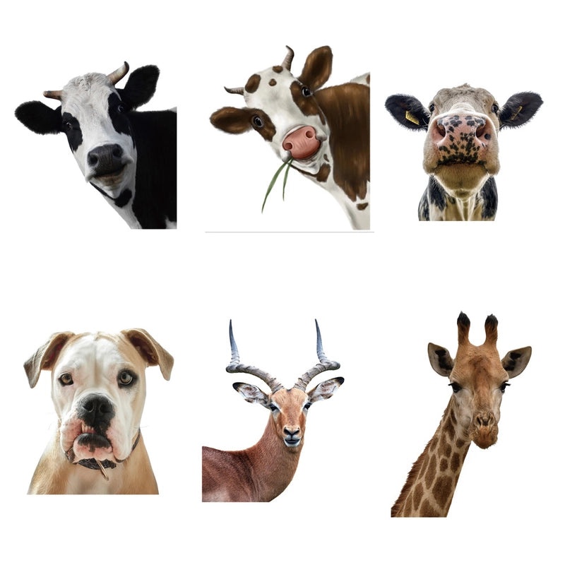 Adorable Animal PVC Wall Decal for Home Decor|Wall Stickers & Murals