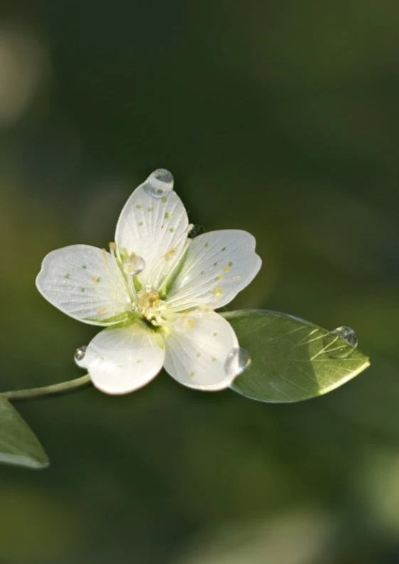 Women Modern Hanfu White Pear Flower Shrinky Dinks Hairpin | HANFUBAO