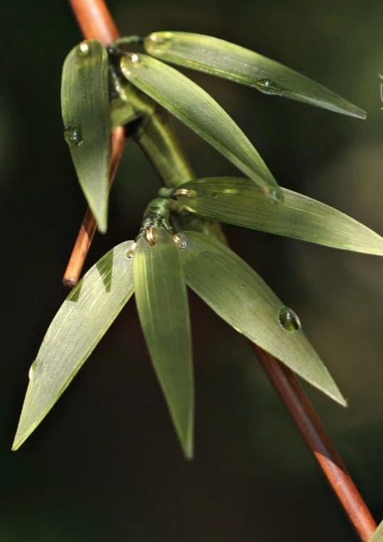 Unisex Bamboo Leaf Green Hairpin for Hanfu Daily Wear, Shrinky Dinks/Bamboo | HANFUBAO